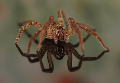 Réf. 350 141 : Zoropsis spinimana